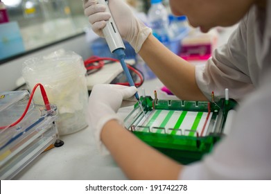 Gloved Hand Of Tecnician Loading Test Tubes With Sampled DNA For Polymerase Chain Reaction