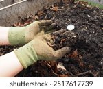 Gloved hands digging into fresh compost full of worms