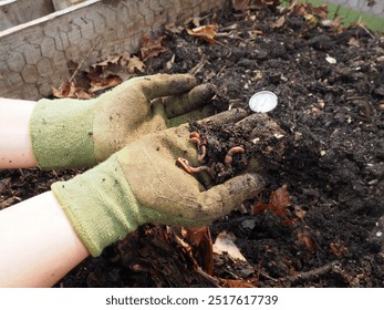 Gloved hands digging into fresh compost full of worms