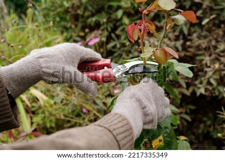Gloved hands of gardener with scissors pruning top of rose bush growing on flowerbed in the garden while taking care of plants
