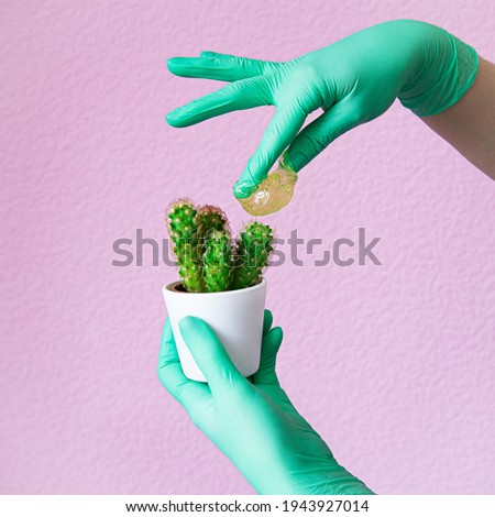 gloved hands hold cactus and sugar paste