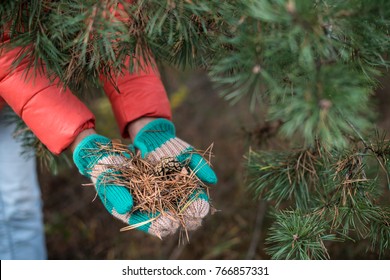 Gloved hands hold pine needles in the forest