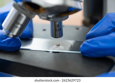 Gloved hands placing a microscope slide containing a tick under the objective lens of a microscope, ready for scientific analysis in a laboratory setting