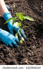 Gloved hands planting a seedling into soil - Shutterstock ID 1422964163