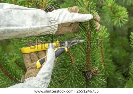 gloved hands pruning green pine branches. The image focuses on the pruning process, emphasizing the details of the needles and the tool, as well as the careful work of the gardener.