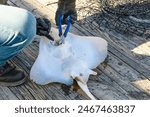 Gloved hands using pliers to remove a hook from a skate ray on a wooden deck