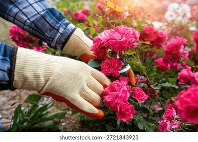 Gloved hands using sharp garden secateurs to prune lush blooming roses in a beautiful flower garden