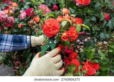 Gloved hands using sharp garden secateurs to prune lush blooming roses in a beautiful flower garden