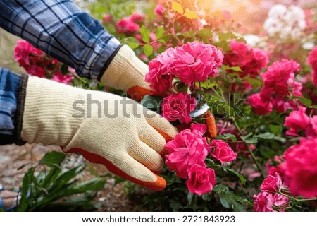 Gloved hands using sharp garden secateurs to prune lush blooming roses in a beautiful flower garden