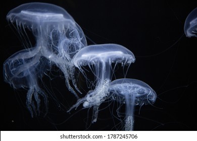 Glow in the dark jelly fish, fluorescent jellyfish
