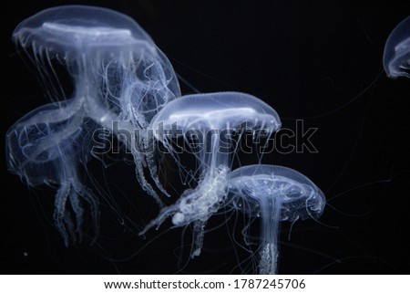 Glow in the dark jelly fish, fluorescent jellyfish