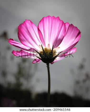 Similar – Image, Stock Photo Cosmea flowers glow pink in late summer sunshine