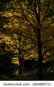 Glowing Backlit Yellow Autumn Leaves On Sweet Birch Trees.