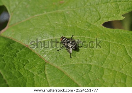 Similar – Image, Stock Photo A gold fly sits on hydrangea leaves