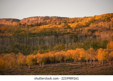 Glowing dawn hillside landscape of golden Aspen trees in Fish Lake National Forest, Utah. - Shutterstock ID 2219989261