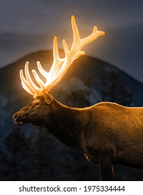Glowing deer horns, deer horns, fantasy deer, fantasy background, high resolution image of deer