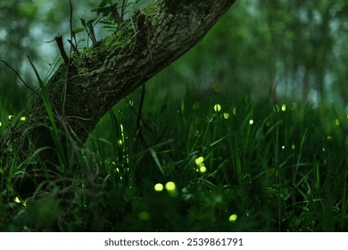 Glowing fireflies flutter in a lush forest underbrush by a moss-covered tree trunk. - Powered by Shutterstock