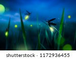 glowing firefly on a grass filed at night