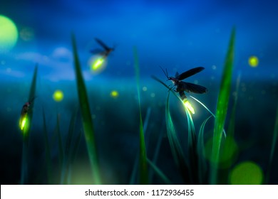 glowing firefly on a grass filed at night - Shutterstock ID 1172936455