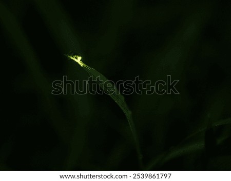 A glowing firefly rests on a leaf tip against a dark, blurred background.