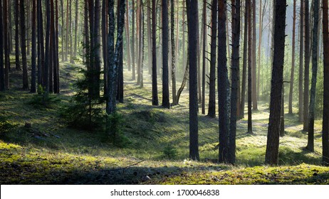 Forest Trees Images Stock Photos Vectors Shutterstock