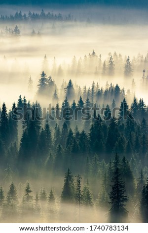 glowing fog in the valley at sunrise. mysterious nature phenomenon above the coniferous forest. spruce trees in mist. beautiful nature scenery