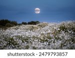 A glowing full moon rises in the twilight sky over on a rustic field with flowers. The concept of ecology. Gorgeous photo wallpaper. Natural image. Agricultural area of Ukraine. Beauty of the earth.