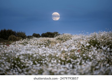 A glowing full moon rises in the twilight sky over on a rustic field with flowers. The concept of ecology. Gorgeous photo wallpaper. Natural image. Agricultural area of Ukraine. Beauty of the earth. - Powered by Shutterstock