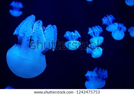 glowing Jelly blubber jellyfishes catostylus mosaicus swimming in the water
