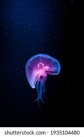 Glowing Jellyfish In Underwater Ocean