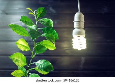 Glowing light bulb and the green sprout of a young tree, plants on a dark wooden background. Concept of environmental energy, ecology of the planet, careful use of electricity - Powered by Shutterstock