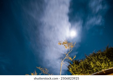 Glowing Moon Behind Clouds with Tree Branches at Night - Powered by Shutterstock