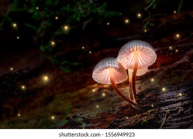 Glowing mushrooms on bark with fireflies in forest