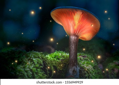 Glühende orangefarbene Pilze auf Moos im dunklen Wald mit Flitterblüten