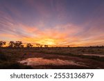 A glowing orange sunset viewed across a scrub and tree covered plain with reflections on a puddle of water with pink clouds in the darkening blue sky at Wilcannia in New South Wales, Australia.