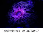 Glowing Purple Sea Anemone in a Dark Underwater Environment