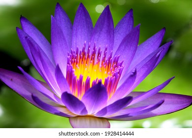Glowing purple waterlily in the sunlight