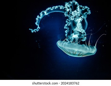 A glowing south American sea nettle jellyfish, Chrysaora plocamia.