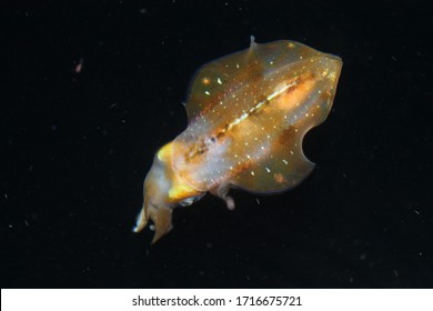 Glowing Squid In Dark Water, San Blas, Panama