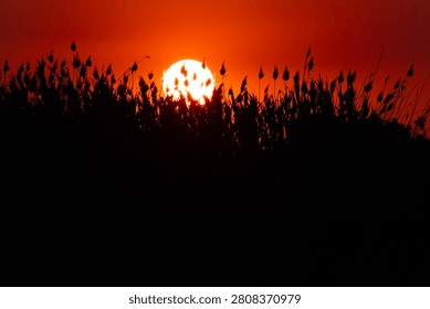 Glowing sun sinking low into a thick bed of silhouetted marsh grass against a vibrant red and orange twilight sky capturing a peaceful dusk outdoor atmosphere.