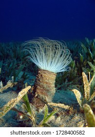 A Glowing Tube Anemone In The Seagrass Meadow