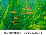 The glowlight rasbora (Trigonostigma hengeli) is a species of cyprinid fish in the genus Trigonostigma.