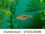 The glowlight rasbora (Trigonostigma hengeli) is a species of cyprinid fish in the genus Trigonostigma.