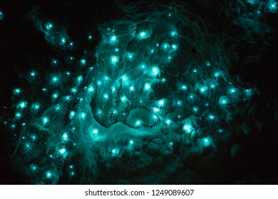 Glowworms In Waitomo