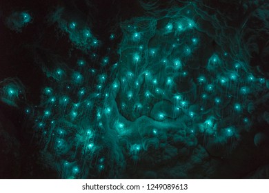 Glowworms In Waitomo