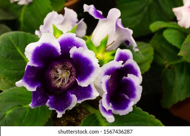 3,038 Gloxinia Images, Stock Photos & Vectors | Shutterstock