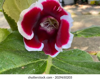 Gloxinia の画像 写真素材 ベクター画像 Shutterstock