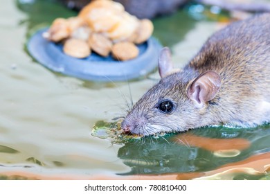 Glue Rat Trap Rat Sticking On Stock Photo 780810400 | Shutterstock