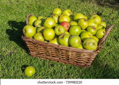 Glut of windfall apples 