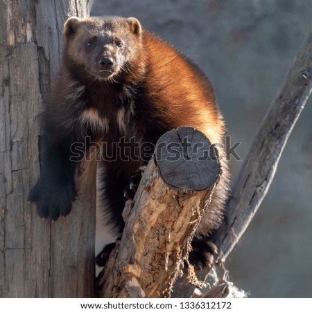 glutton is sitting on the tree